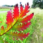 es herbstet schon im Sommer