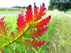 es herbstet schon im Sommer