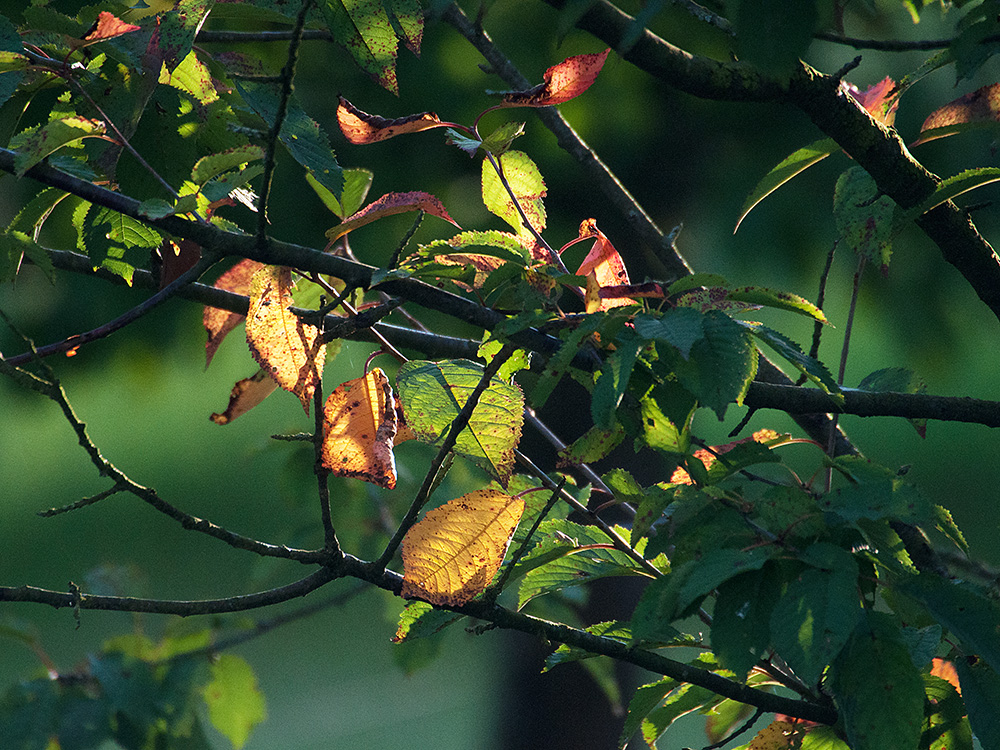 Es herbstet schon wieder