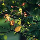 Es herbstet schon wieder