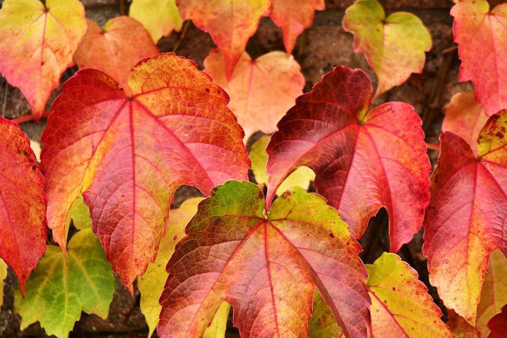 Es herbstet sehr....