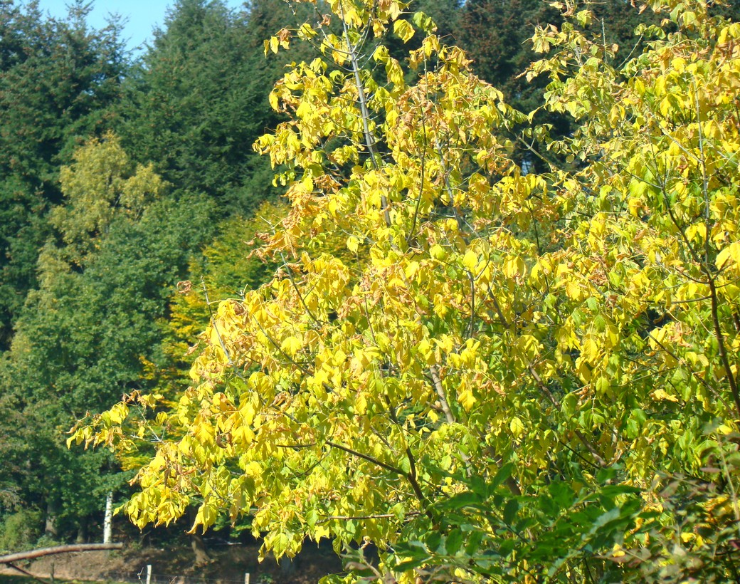 es herbstet sehr