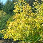 es herbstet sehr