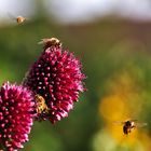 es herrscht ein Kommen und Gehen (Fliegen !!!)