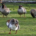 Es hilft nicht, den Kopf unter die Flügel zu stecken, aus euch wird doch ein Gänsebraten