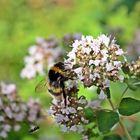 es hummelt im Garten