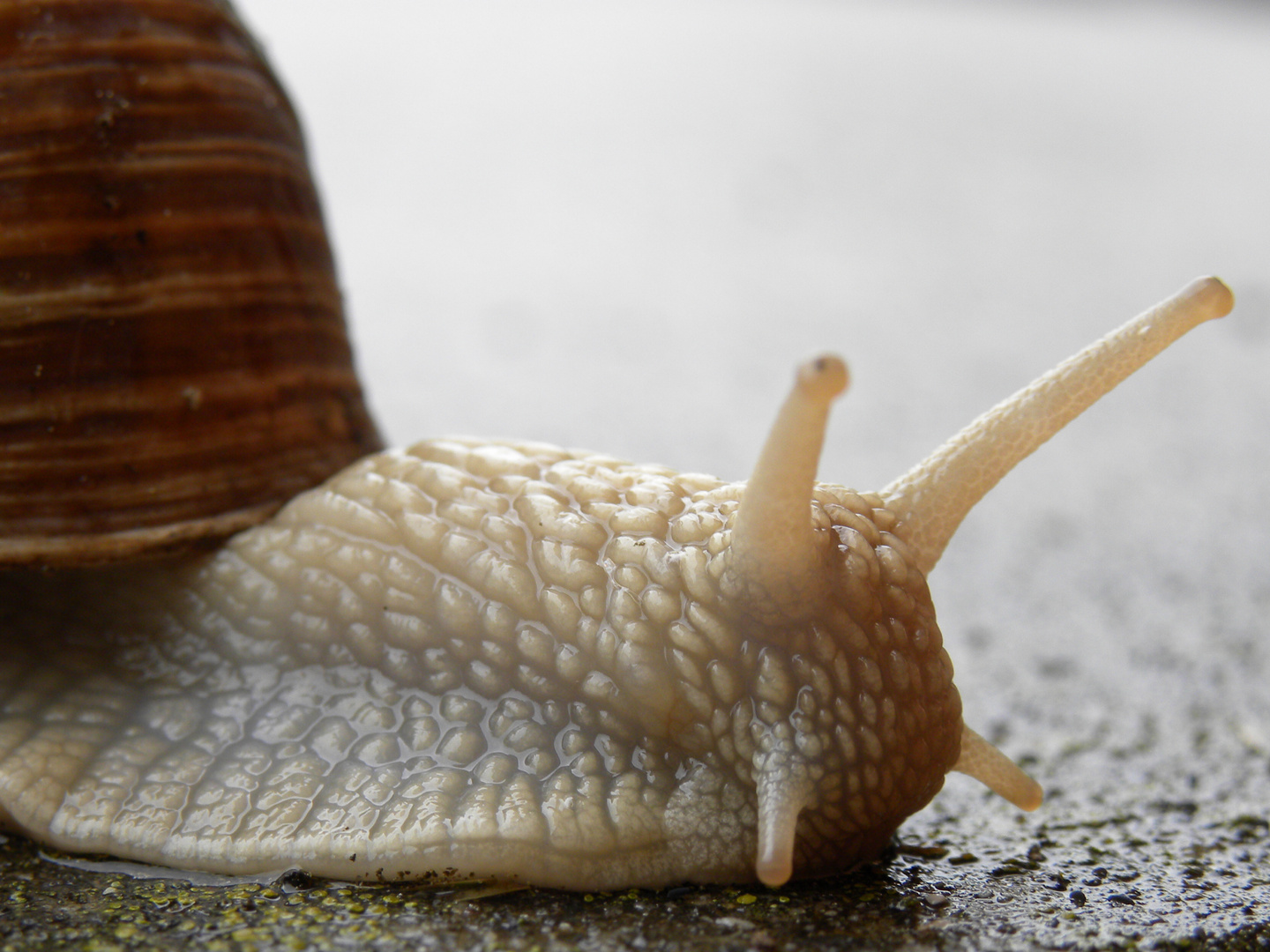 Es ist aber auch das Schnecken-Traumwetter heute!