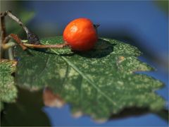 Es ist angerichtet