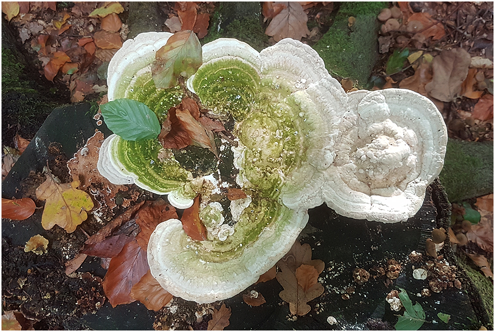 Es ist angerichtet: Herbstlicher Pilzteller