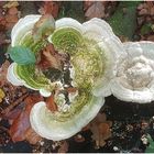 Es ist angerichtet: Herbstlicher Pilzteller