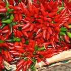 Es ist angerichtet: Paprika 