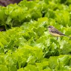 "Es ist Angerichtet - Stelze auf Grünem Salat"