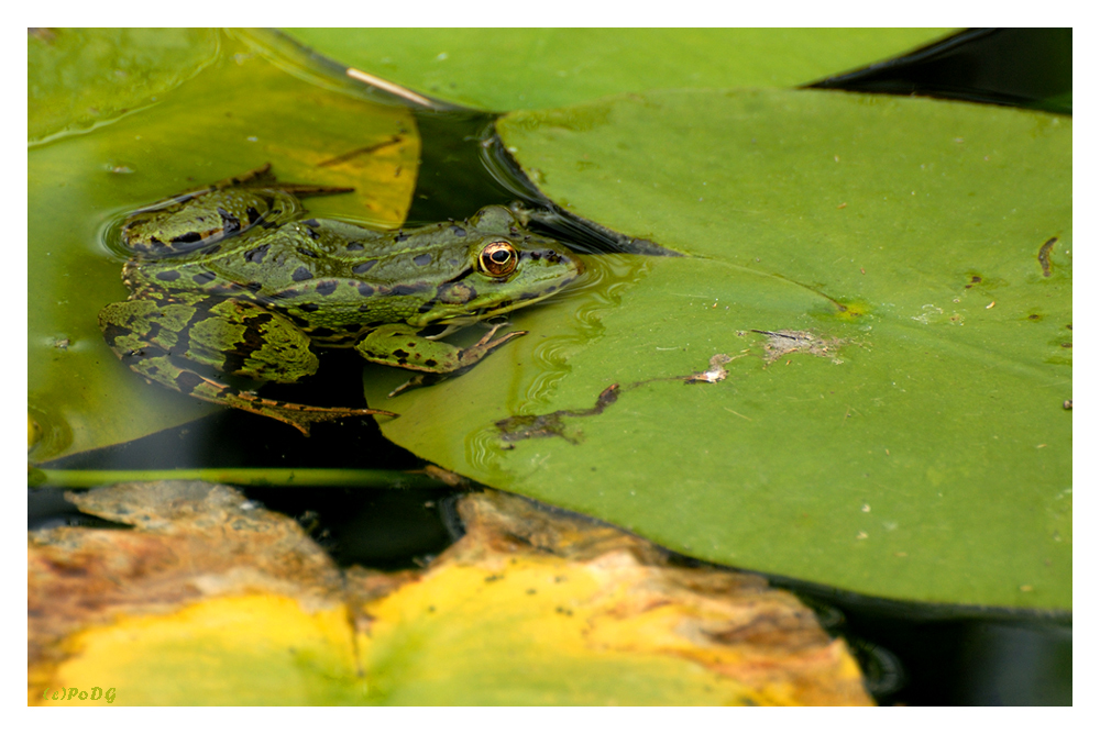 es ist auch Froschzeit