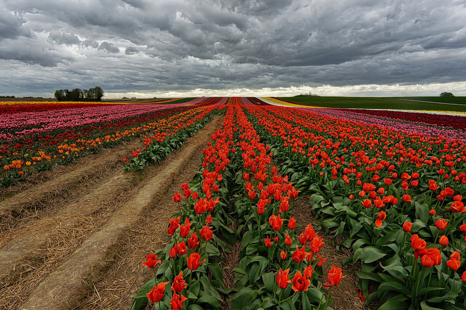 Es ist auch nicht der Keukenhof......