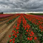 Es ist auch nicht der Keukenhof......