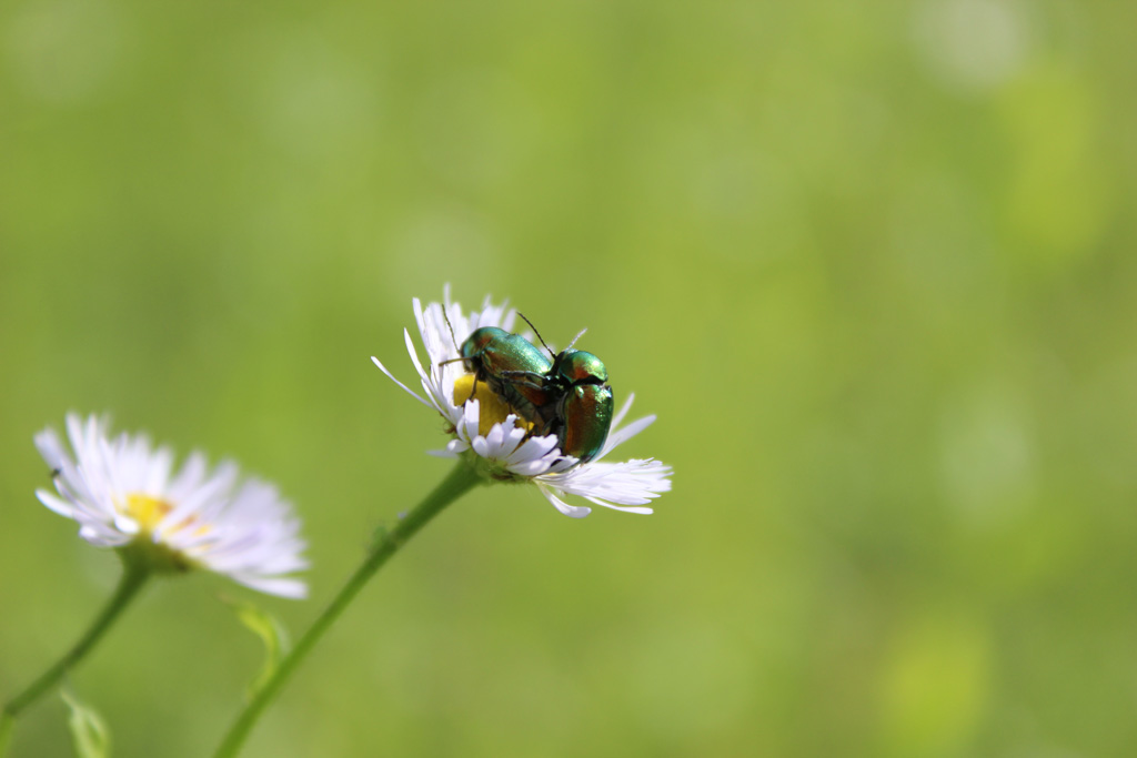 Es ist auf der kleinsten Blüte Platz