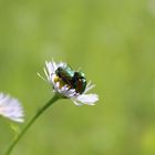 Es ist auf der kleinsten Blüte Platz