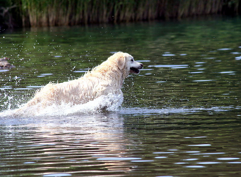 es ist Badewetter, bei diesen "Hundetagen"