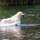 es ist Badewetter, bei diesen "Hundetagen"