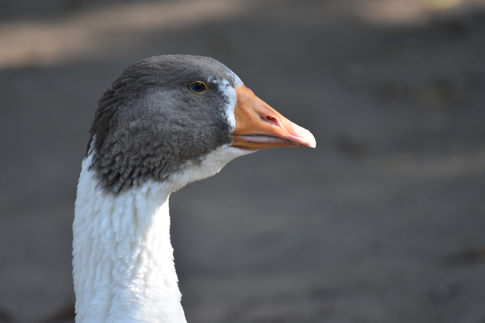 Es ist bald wieder Gänsezeit