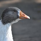 Es ist bald wieder Gänsezeit