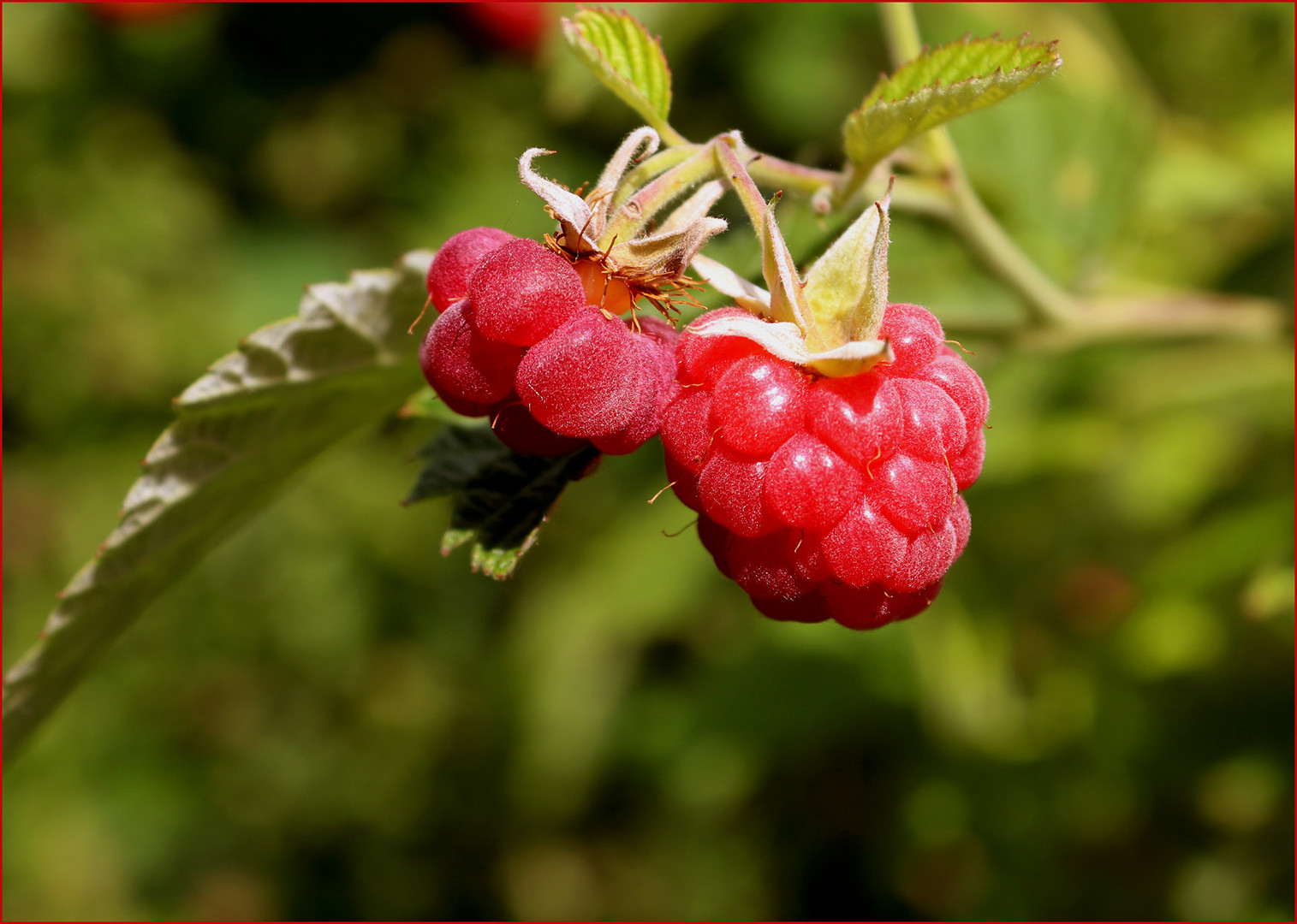 Es ist Beerenzeit