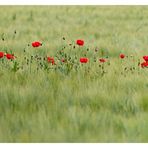 Es ist besser draußen zu sein wo der Mohn blüht als sich mit Idioten rumzuärgern