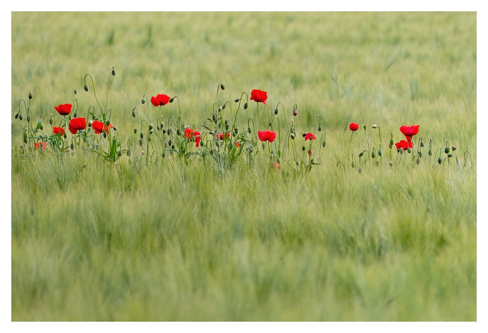 Es ist besser draußen zu sein wo der Mohn blüht als sich mit Idioten rumzuärgern