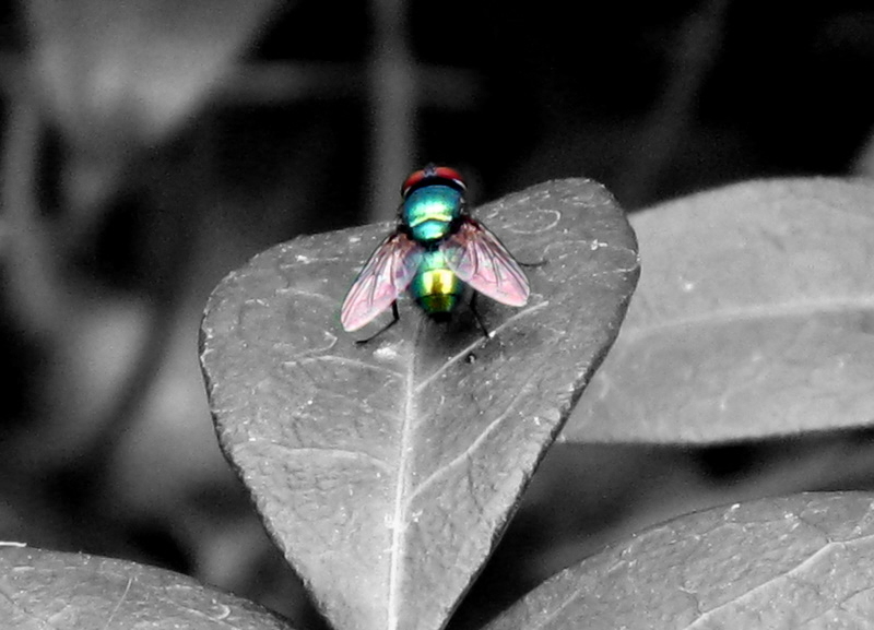 es ist bunt und kann fliegen