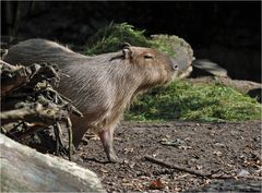 Es ist cool ein Wasserschwein zu sein