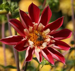 Es ist Dahlienzeit in der Kölner Flora