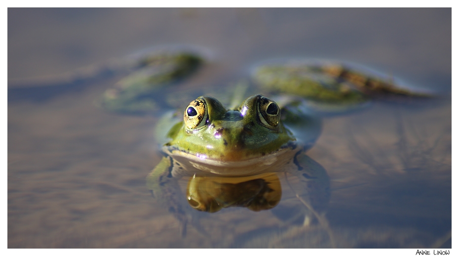 Es ist das Jahr des Frosches