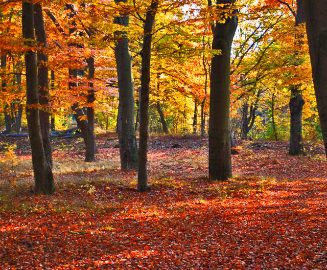 es ist der Herbst der uns die Farben beschert