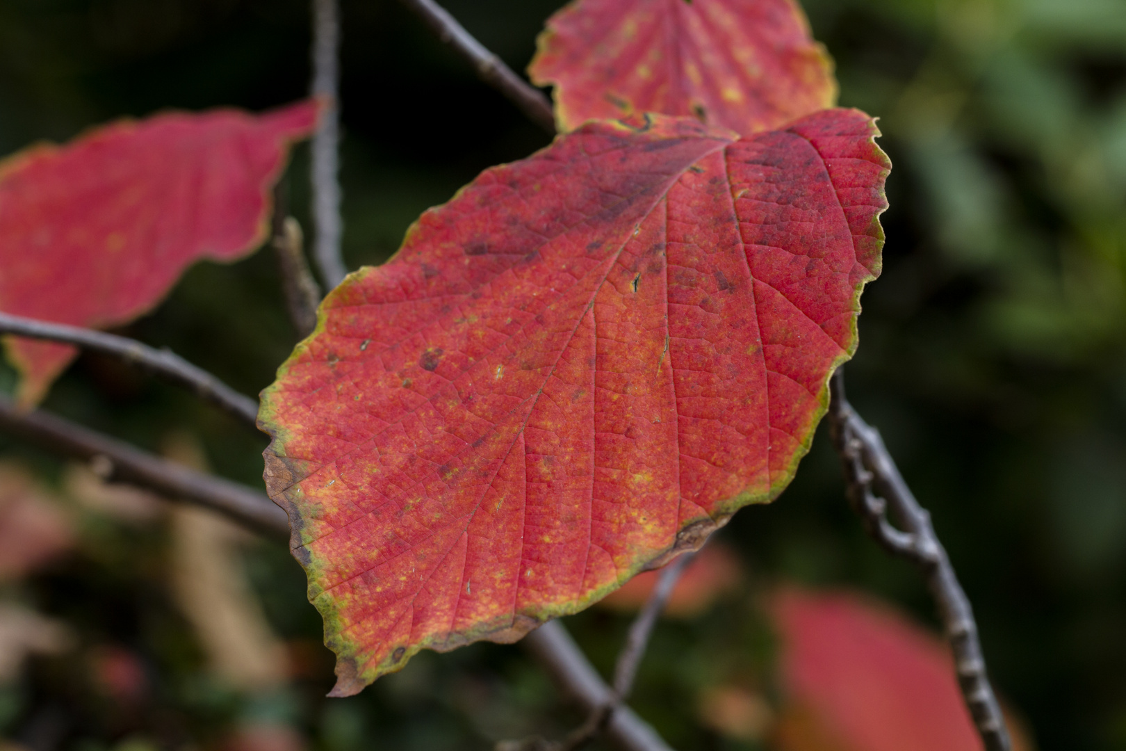 es ist deutlich herbst geworden