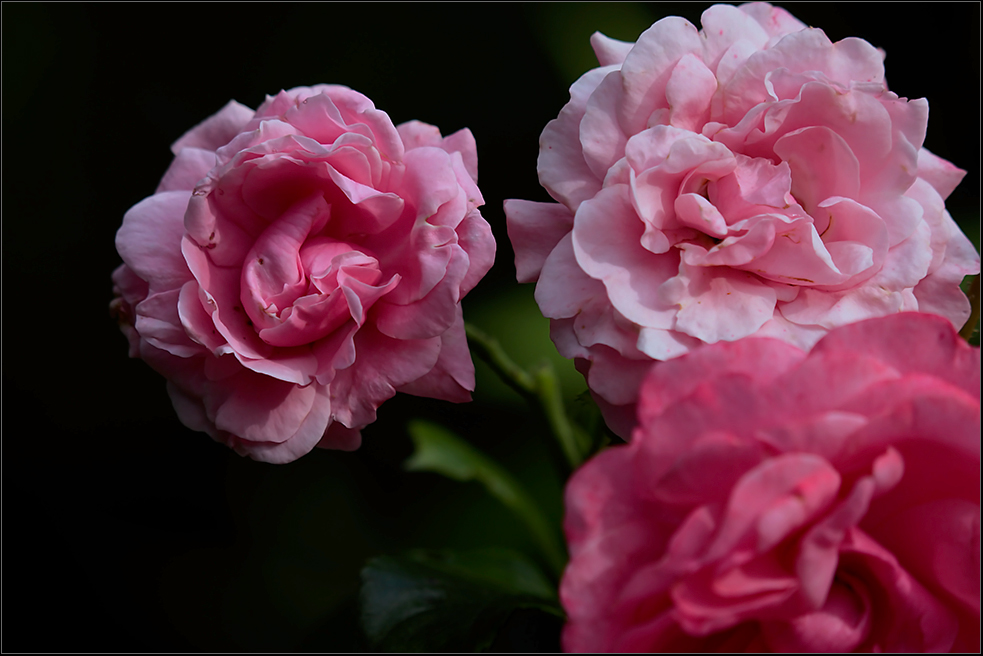 es ist die zeit der rosen