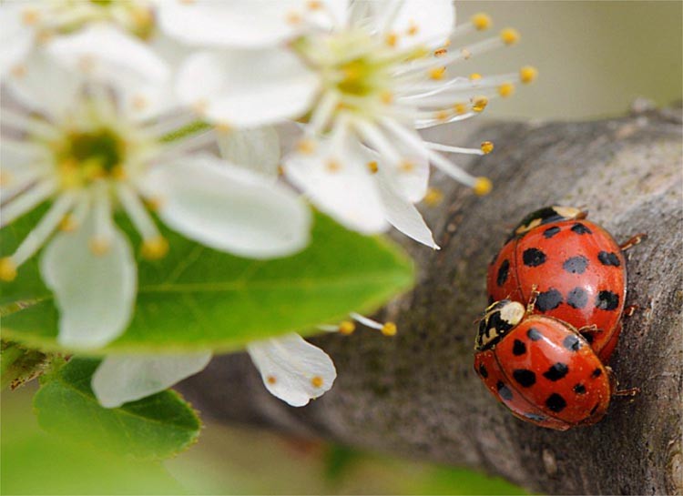 Es ist doch Frühling . . .