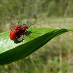 Es ist doch noch Frühling geworden