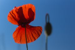 Es ist doch nur Mohn