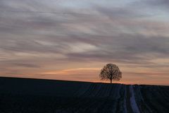 Es ist ein Baum, Baum, Baum....