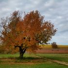 es ist ein Kirschbaum