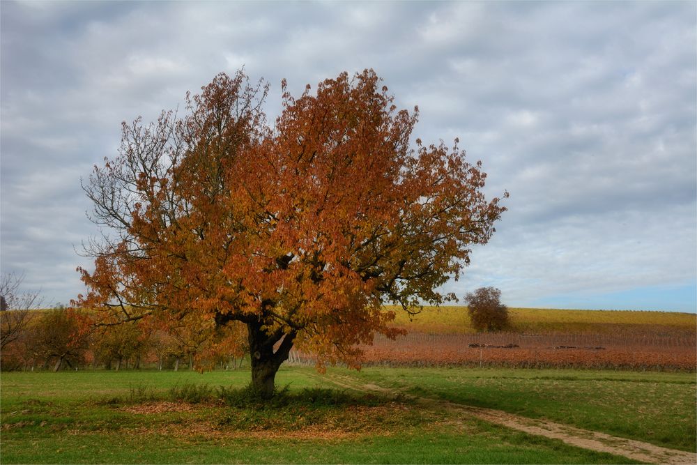 es ist ein Kirschbaum