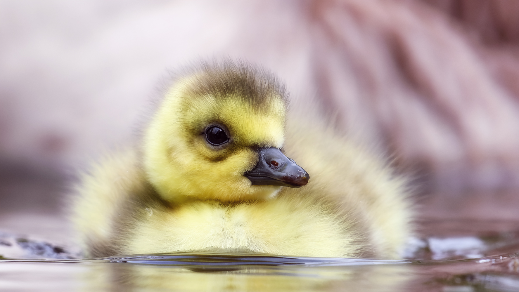 Es ist ein Mädchen!