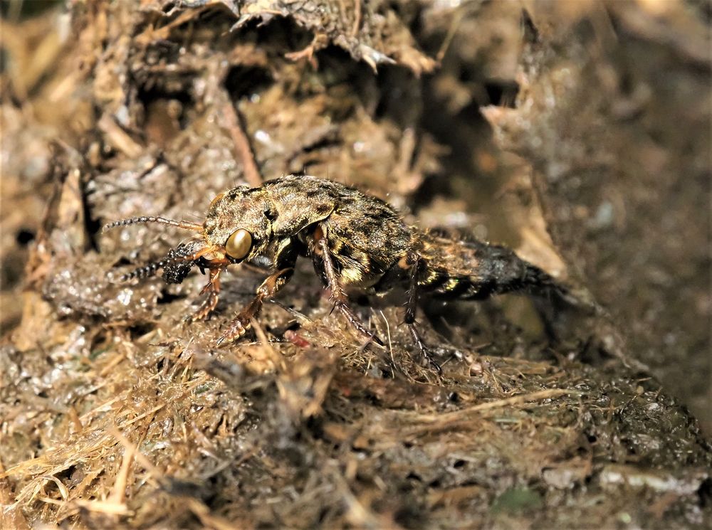 Es ist ein Ontholestes tessellatus  gewürfelter Raubkäfer