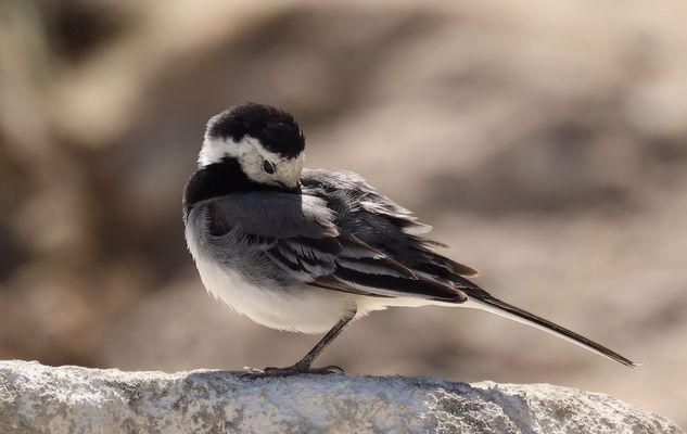 ------- * es ist ein Sonntag *-------