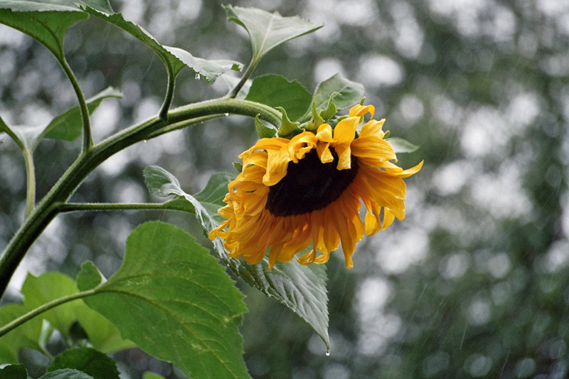Es ist ein Sommer aber es wird besser! Foto & Bild