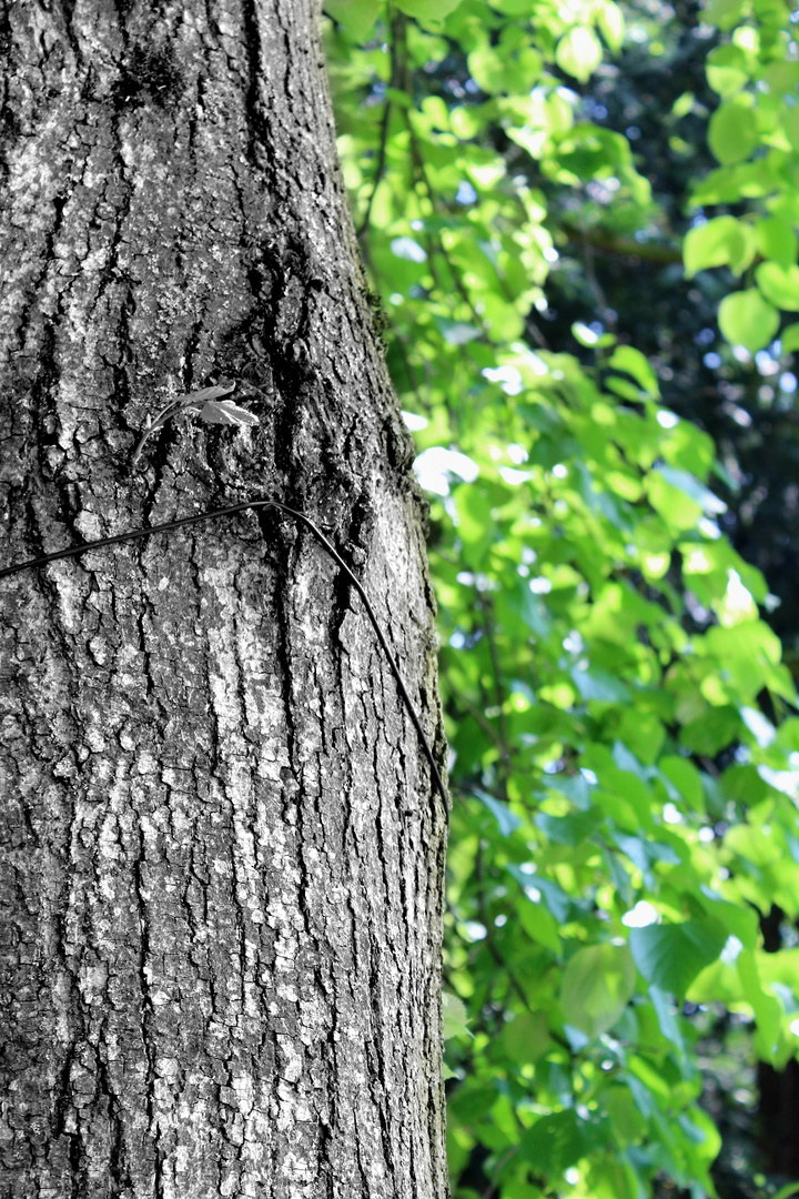 "Es ist eine Forderung der Natur, dass der Mensch mitunter betäubt werde."