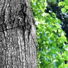 "Es ist eine Forderung der Natur, dass der Mensch mitunter betäubt werde."