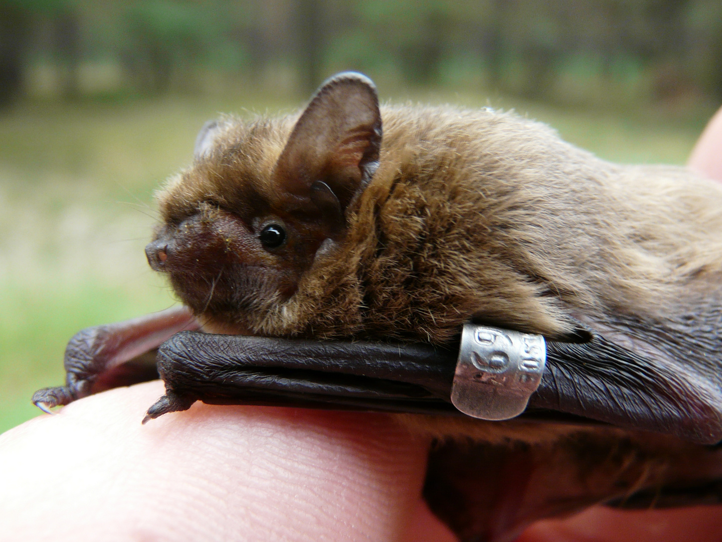 ...es ist eine in der Schorfheide beringte Mücken Fledermaus