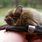 ...es ist eine in der Schorfheide beringte Mücken Fledermaus