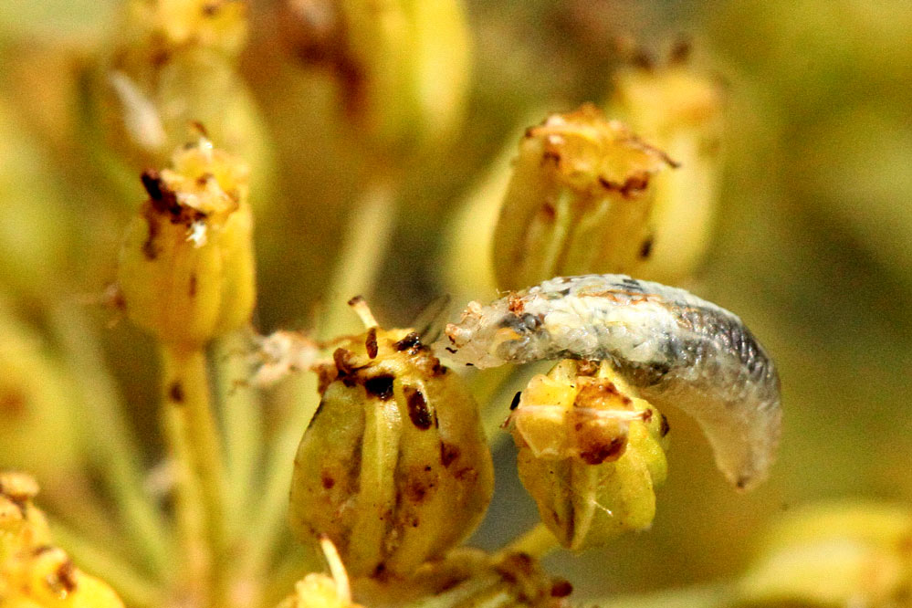 Es ist eine Schnecke, bis es eine bessere Antwort, oder eine Bestätigung gibt